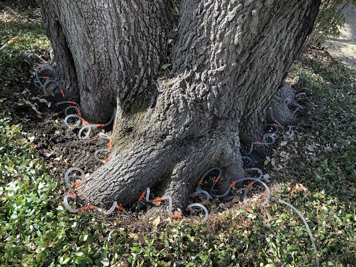 Detailed Tree Cabling and Bracing job site in Edinburg