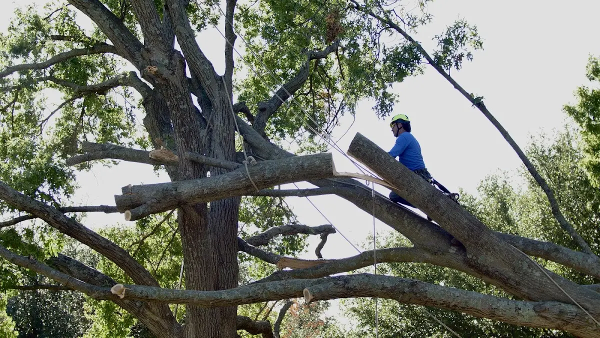 Professional Crown Thinning performed by certified arborists in Edinburg