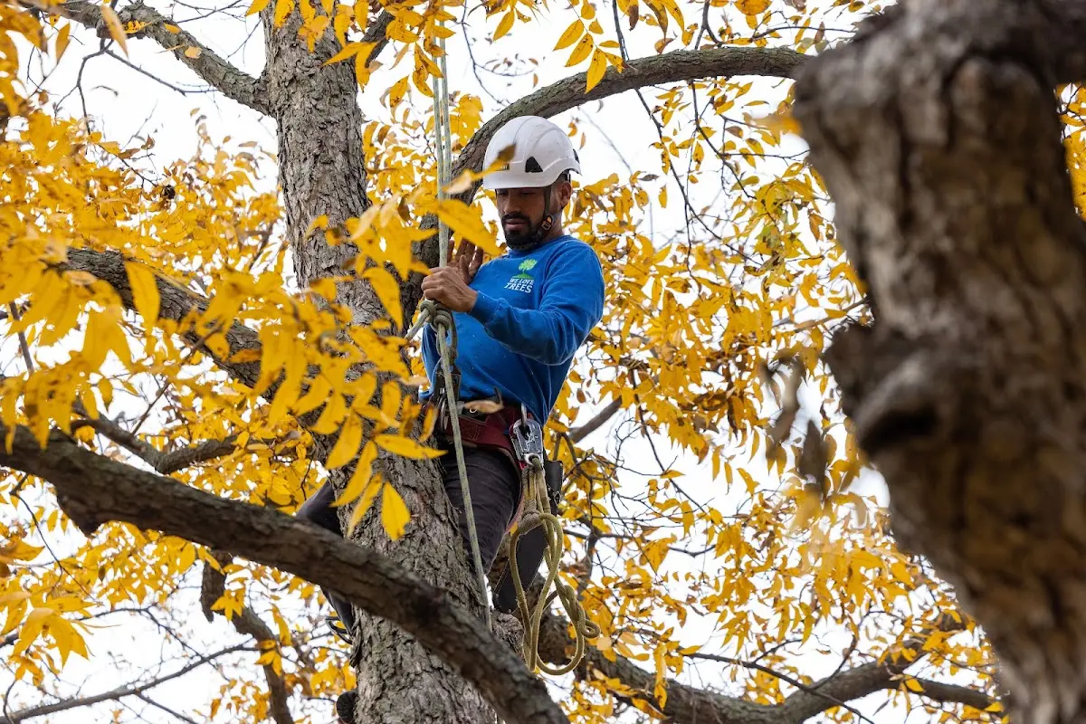 Skilled Tree Trimming crew working in Edinburg